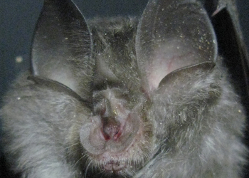 Kleine Hufeisennase (Rhinolophus hipposideros) - © Oliver Gebhardt